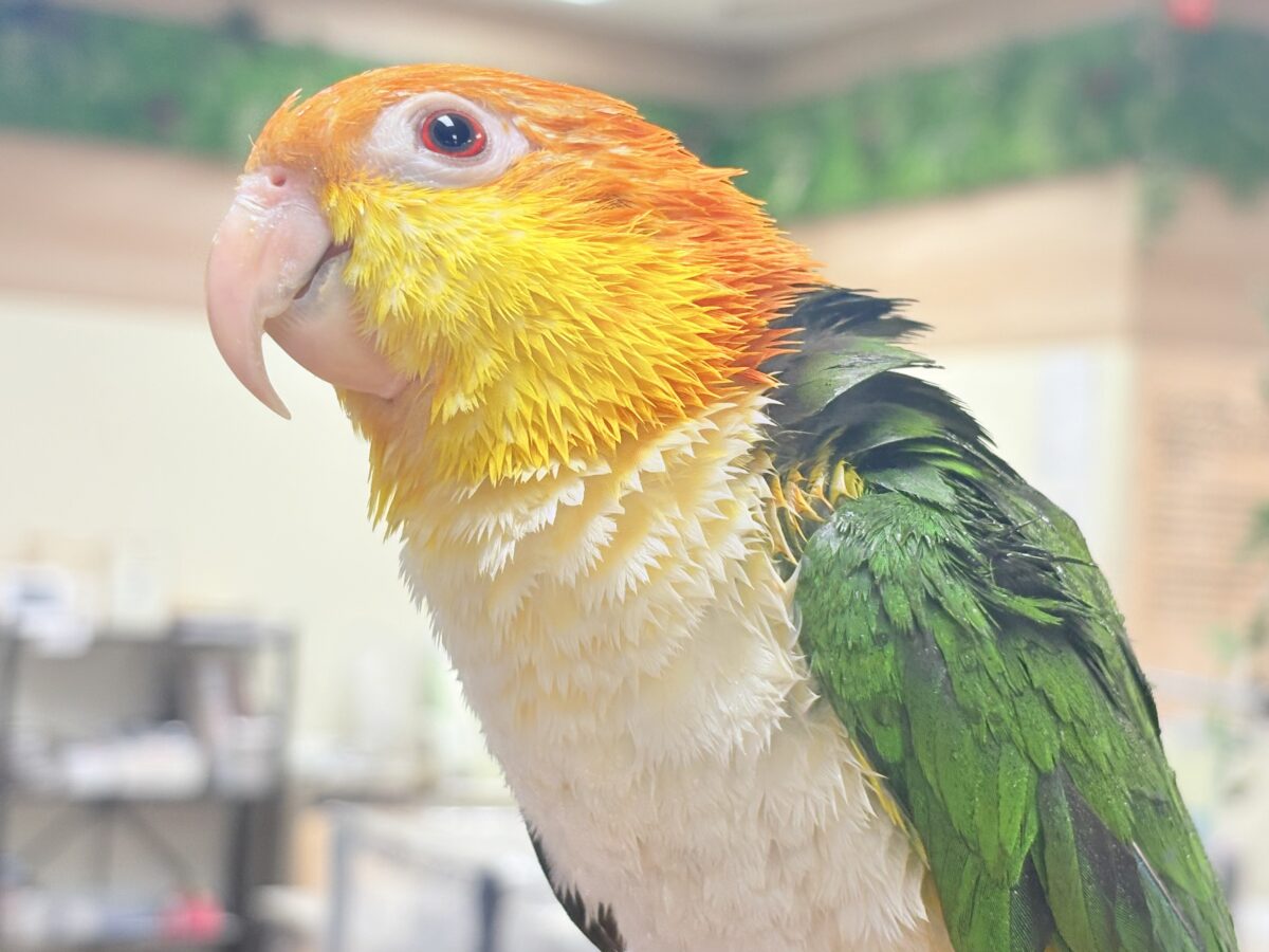 シロハラインコ