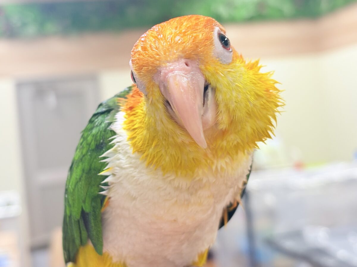 【最新画像】好奇心旺盛‼️やってきたぜ‼️✨️シロハラインコ(女の子)