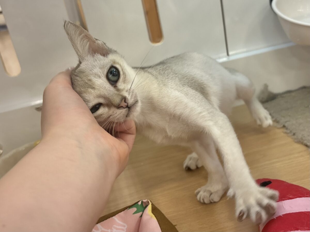 シンガプーラ
