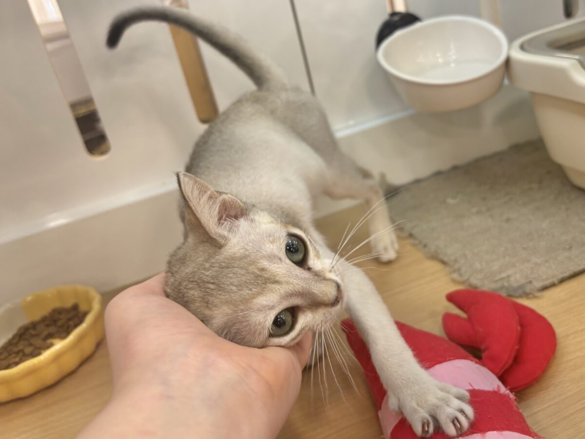 シンガプーラ