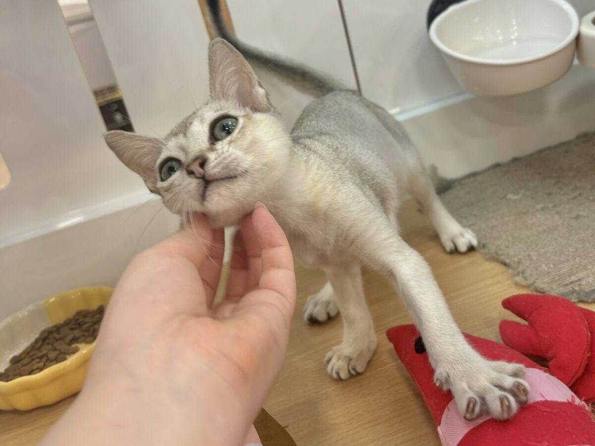 シンガプーラ