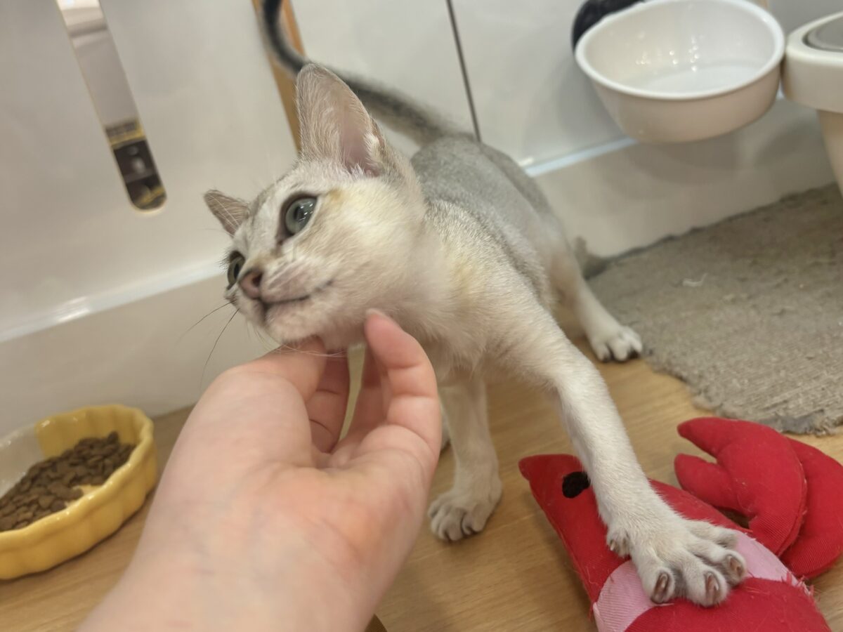 シンガプーラ