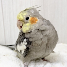 【1人餌】ふわふわ王道カラー♡オカメインコ(ノーマル)