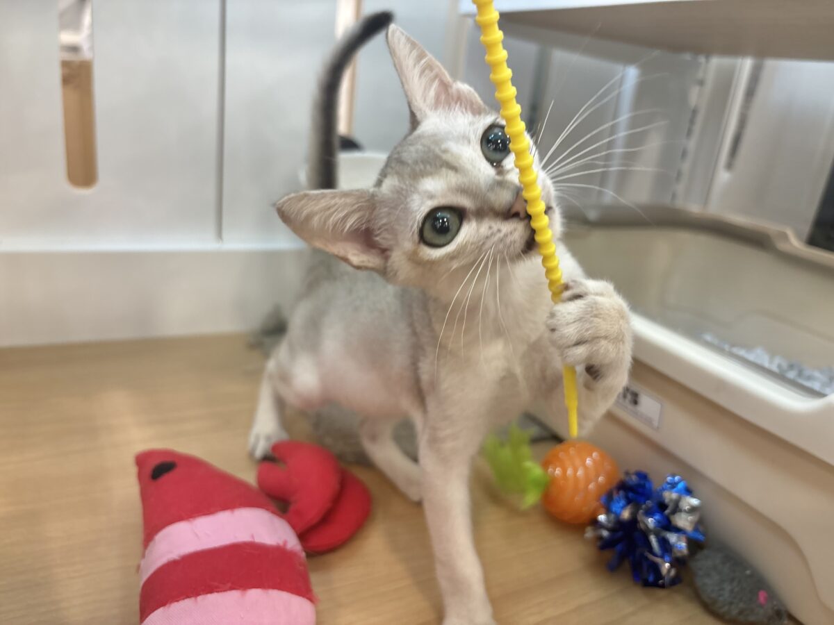 シンガプーラ