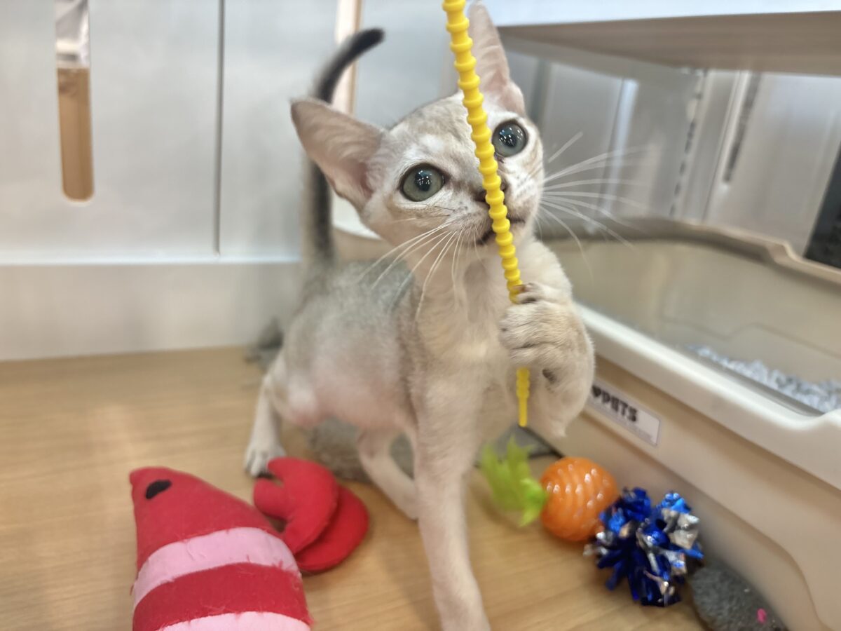 シンガプーラ