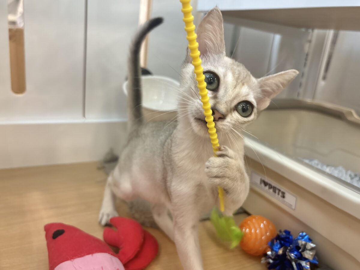 シンガプーラ