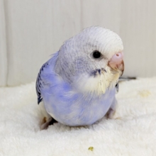 好奇心旺盛！ピカっとカラー🥝 マメルリハインコ(ノーマル)