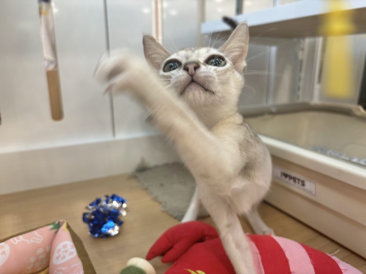 シンガプーラ