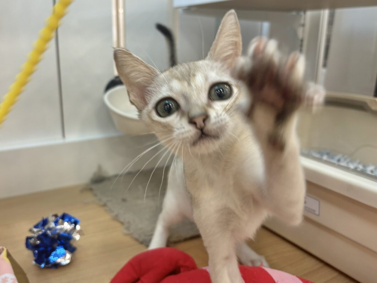 シンガプーラ