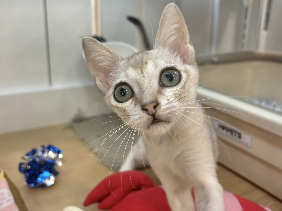 シンガプーラ