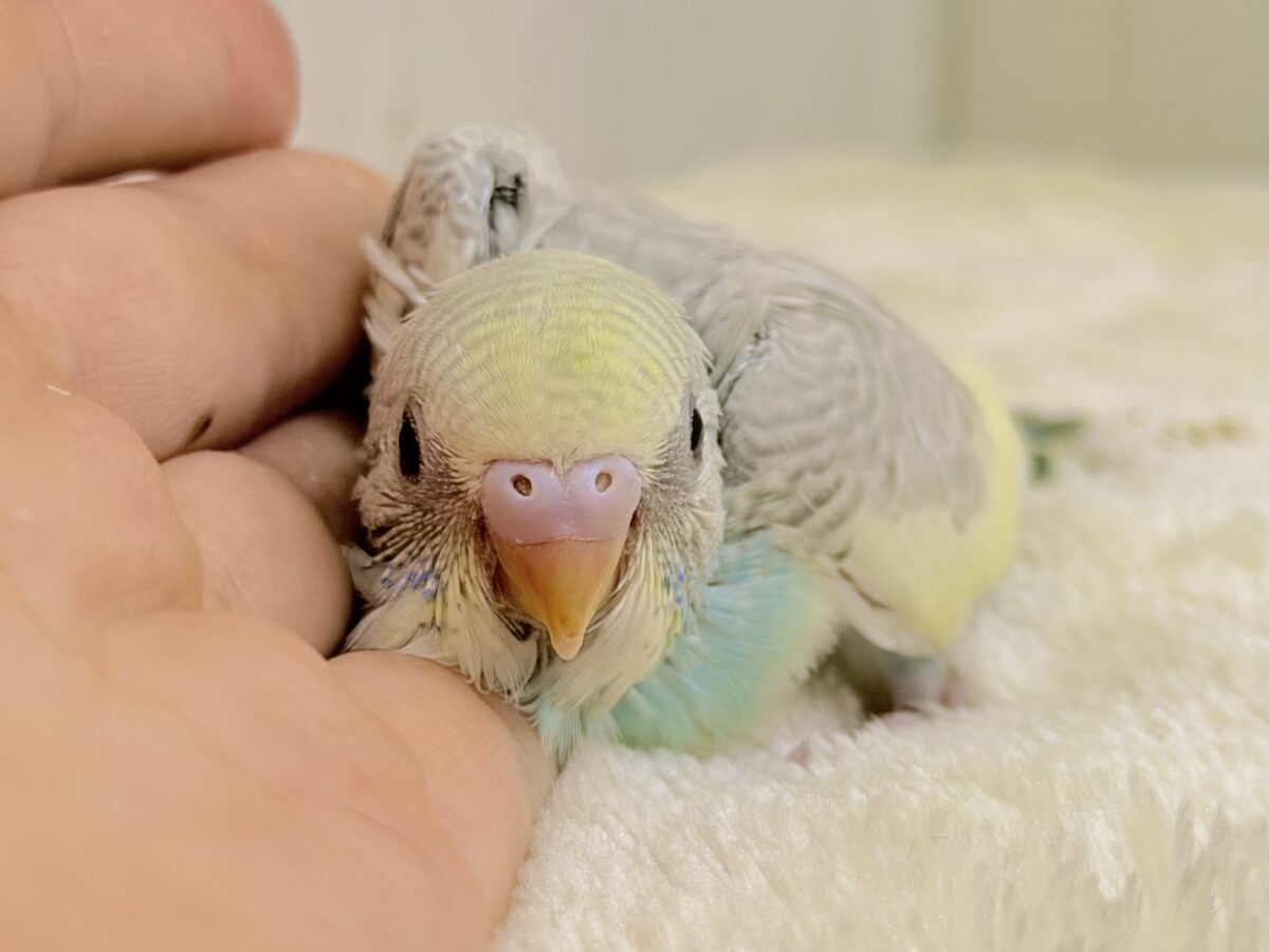 セキセイインコ