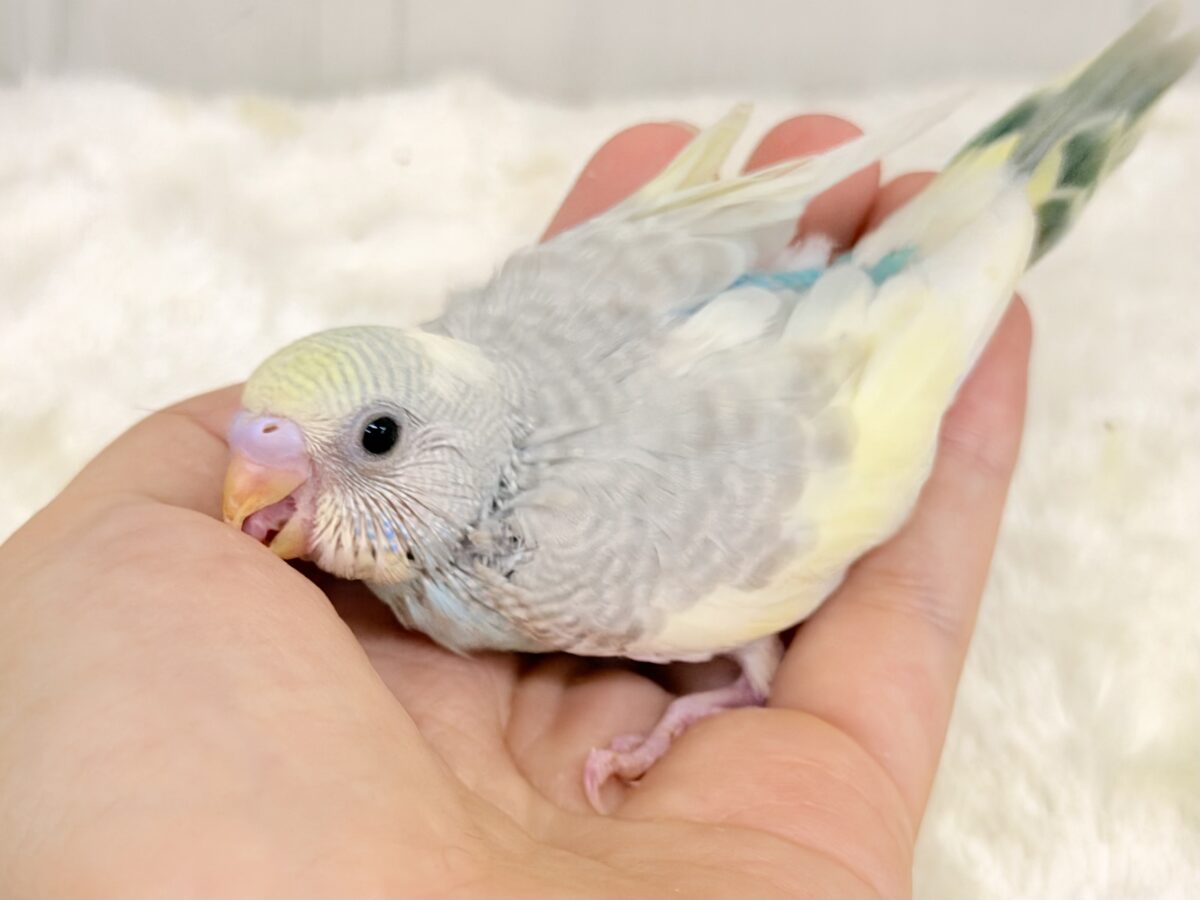 セキセイインコ