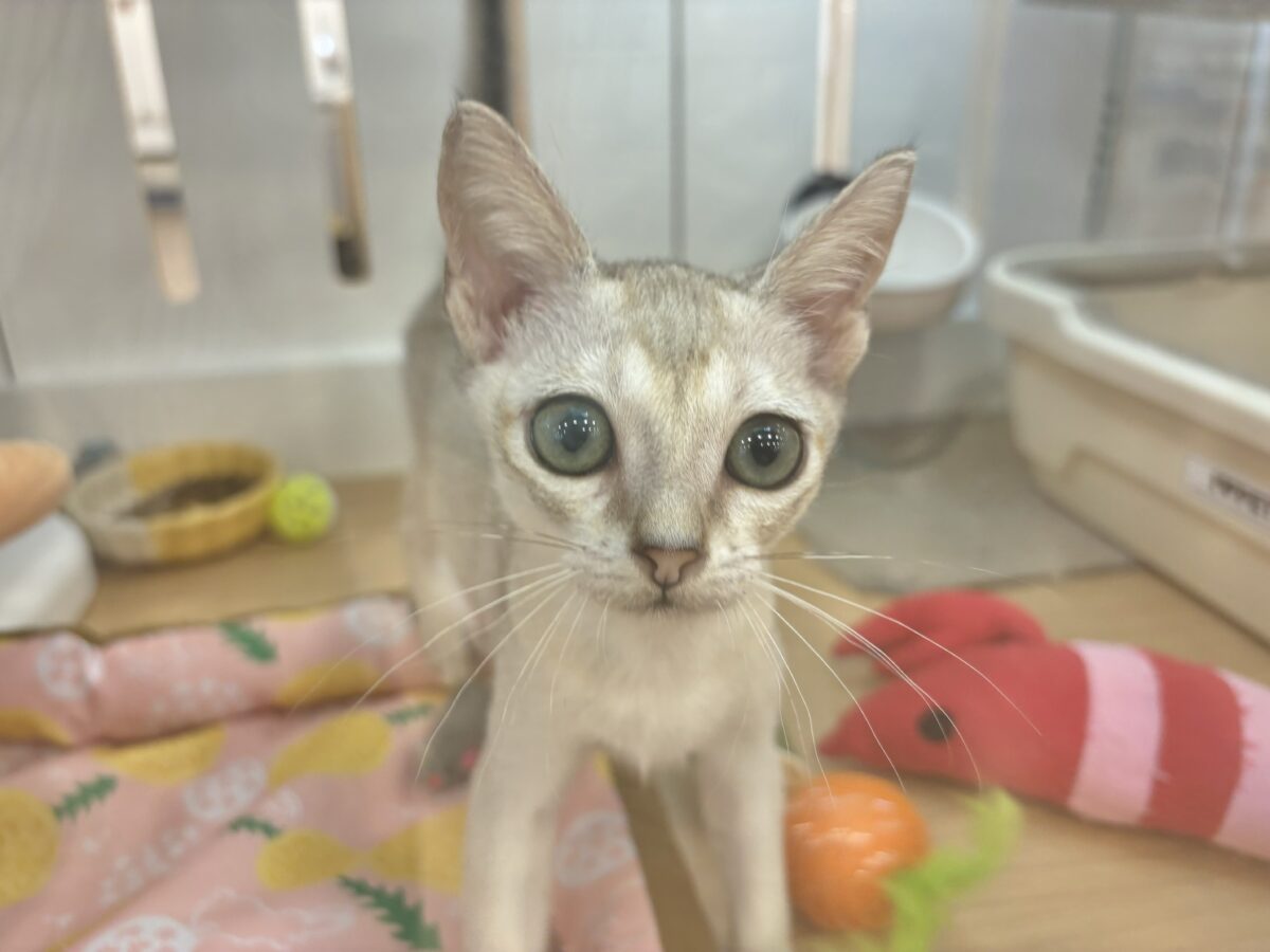 シンガプーラ