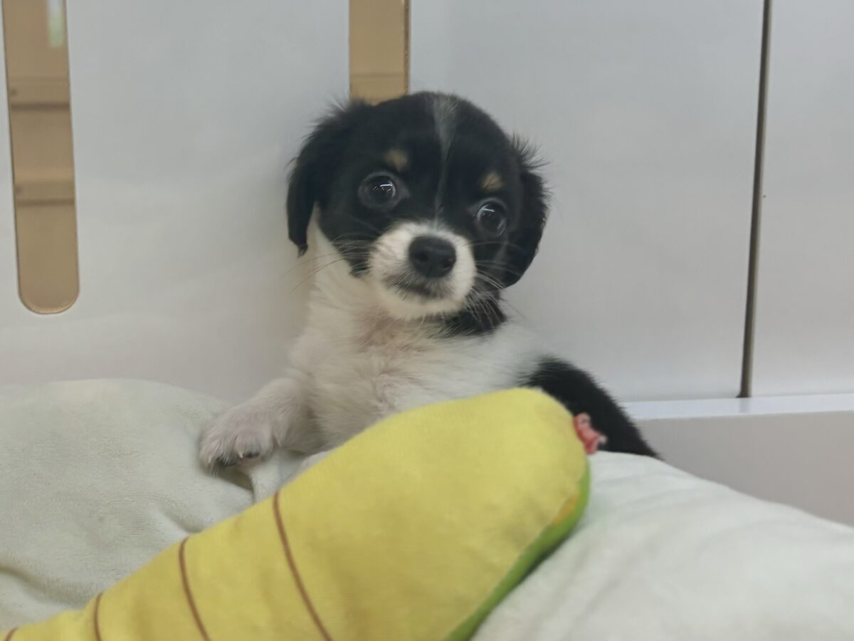 チワックス