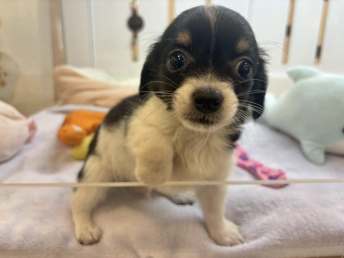 チワックス