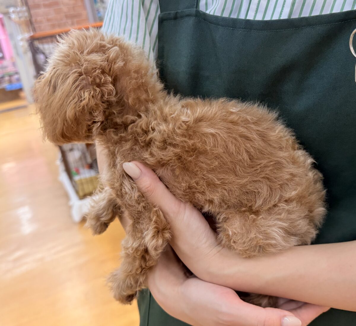 トイプードル