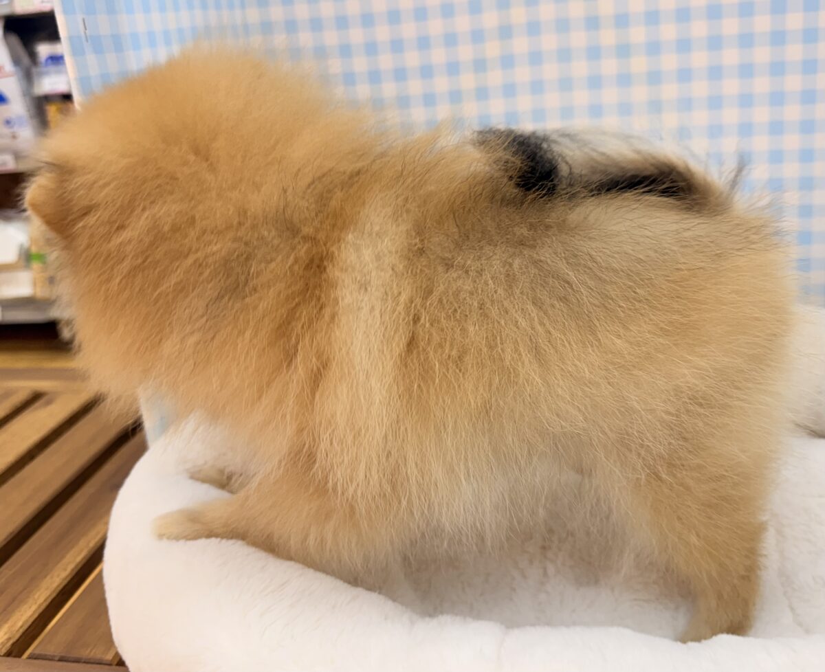 ポメラニアン