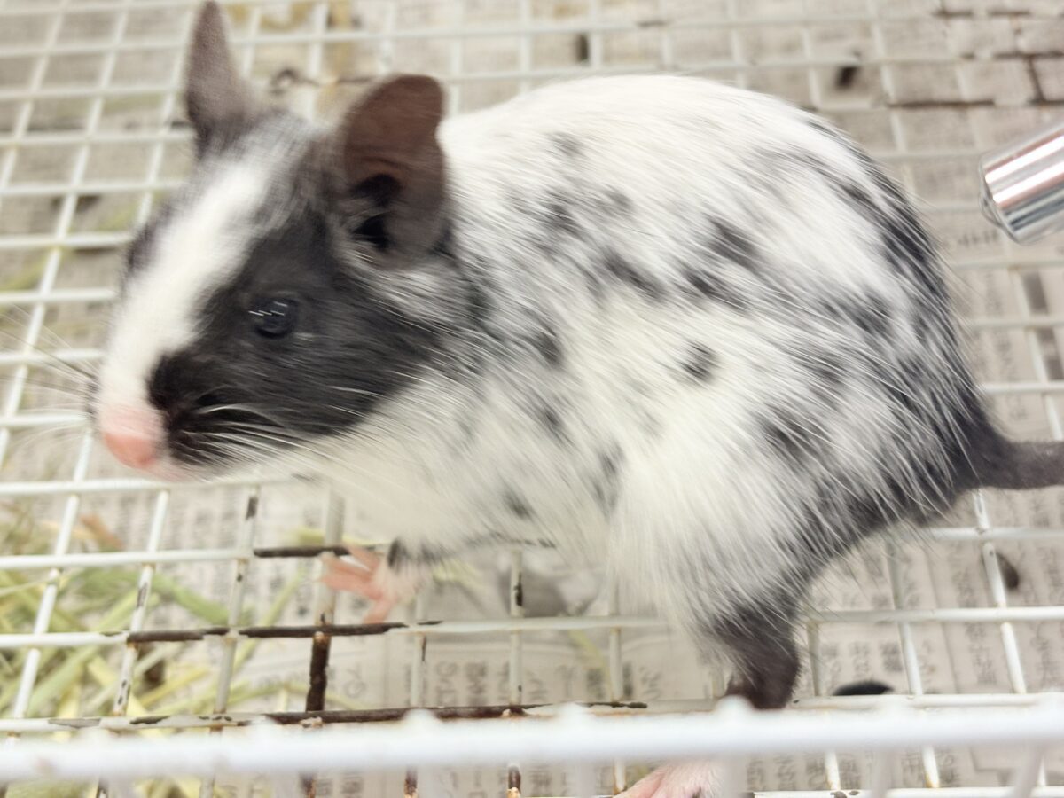 デグー