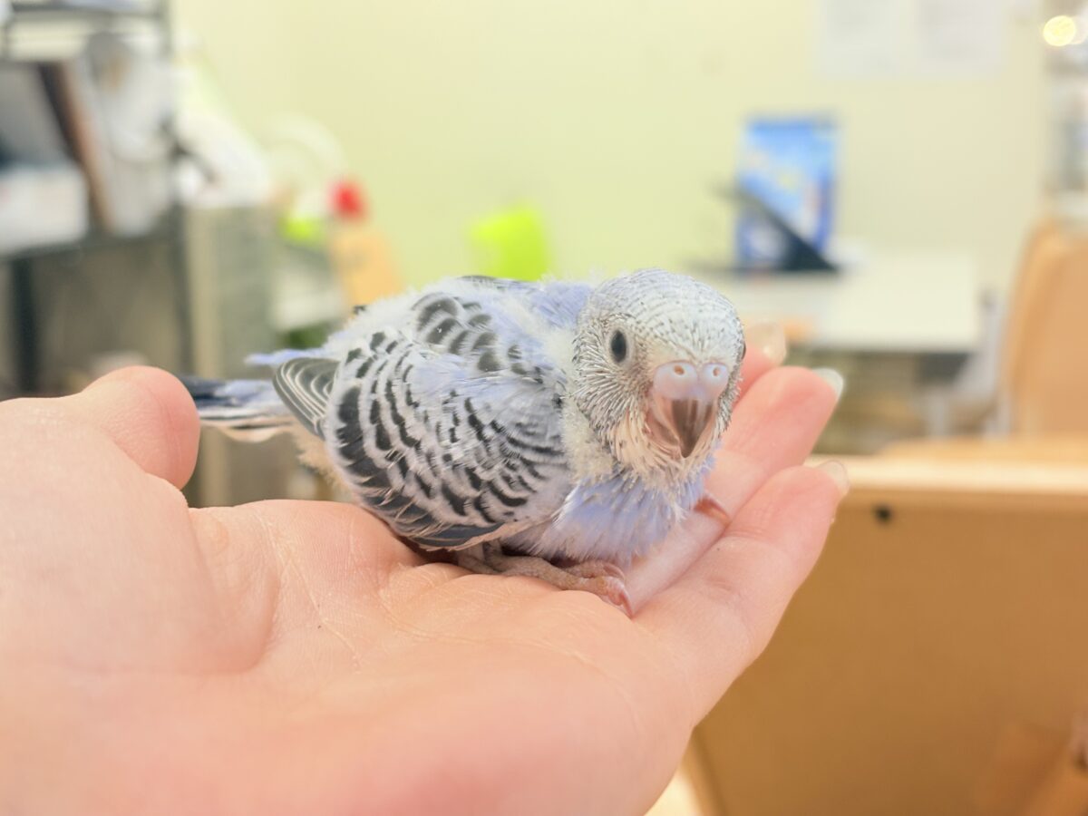 セキセイインコ