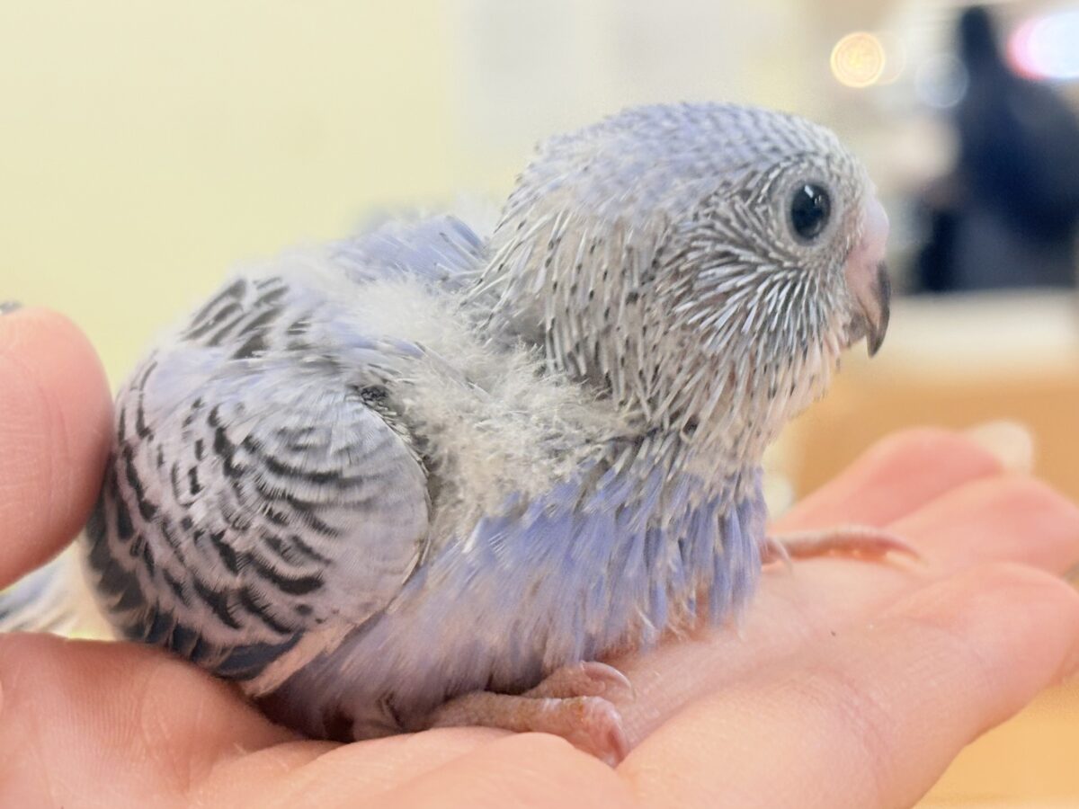 セキセイインコ
