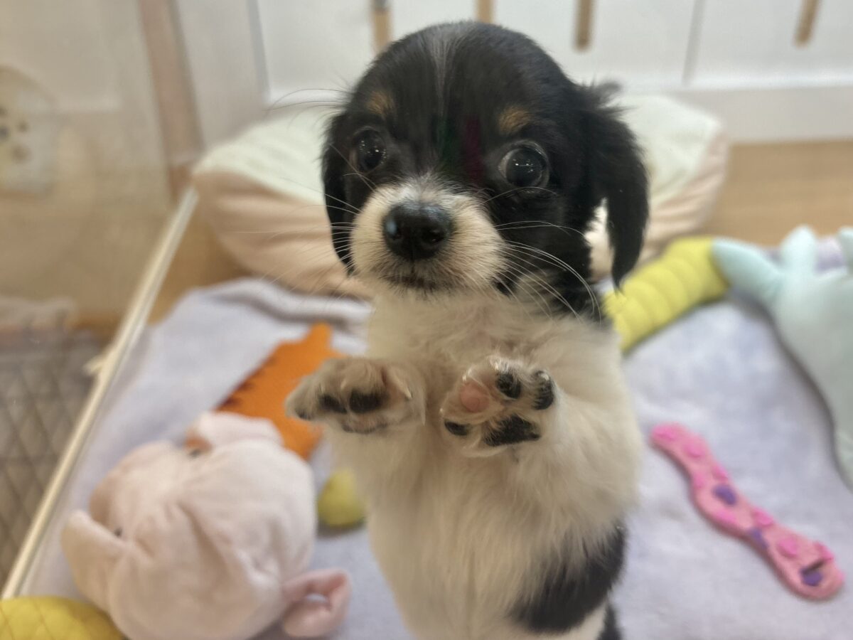 チワックス