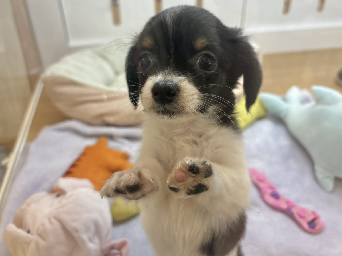 愛くるしいお顔にズッキューーーン♥チワックスくん! チワックス