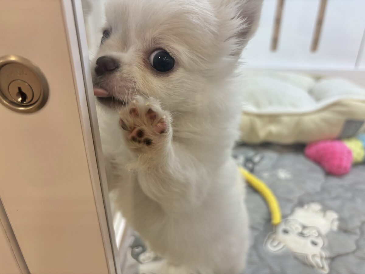 チワワ
