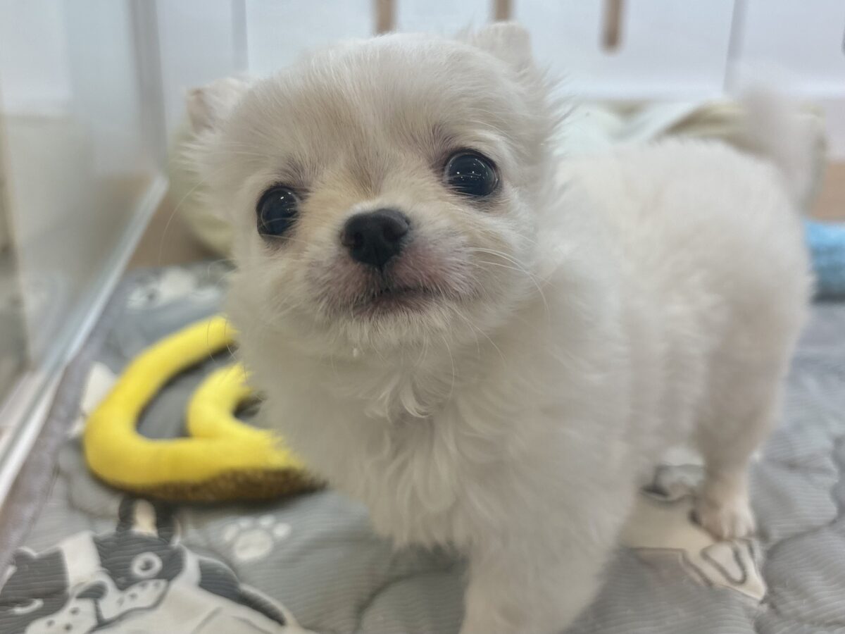 チワワ