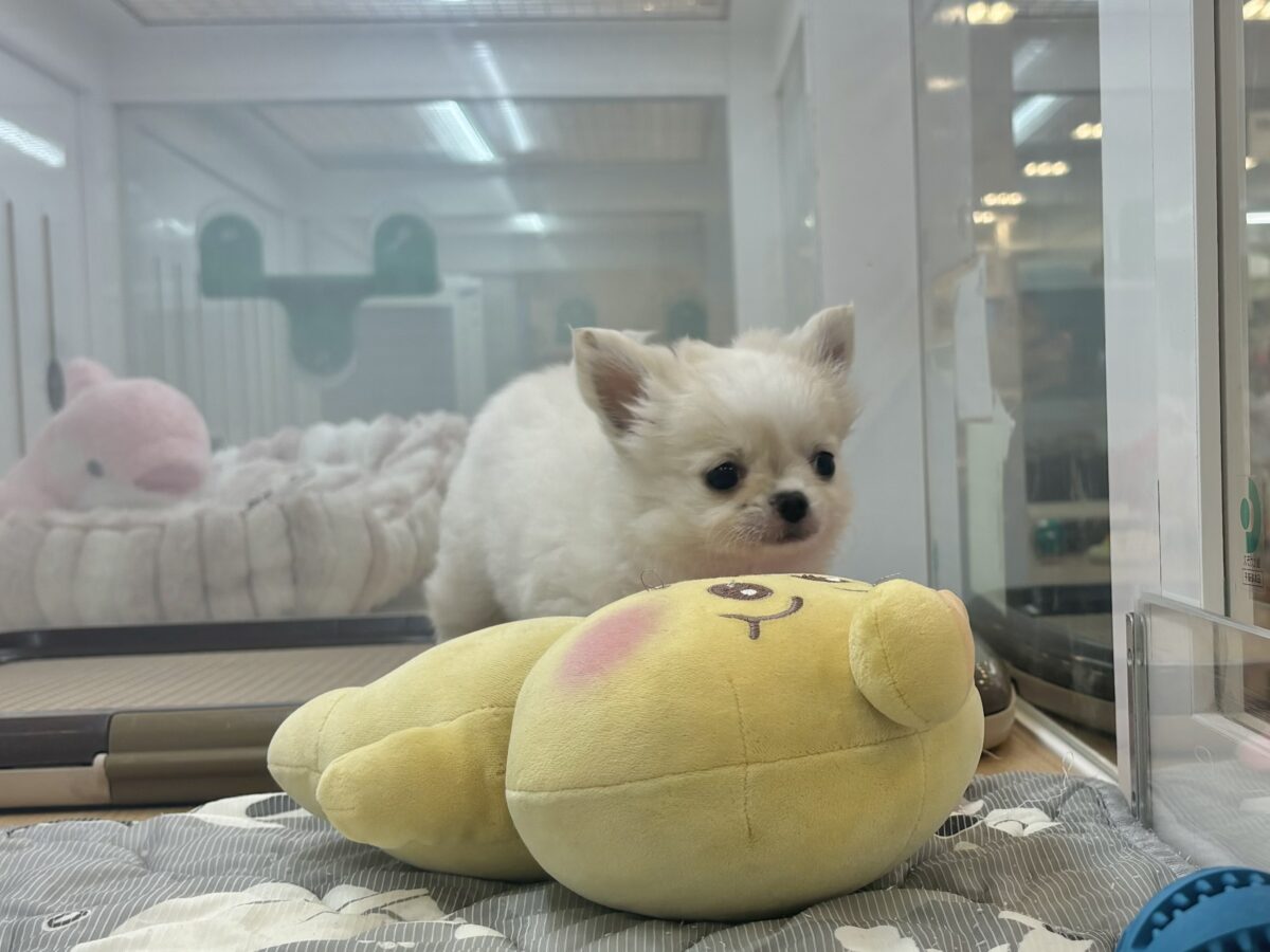 チワワ