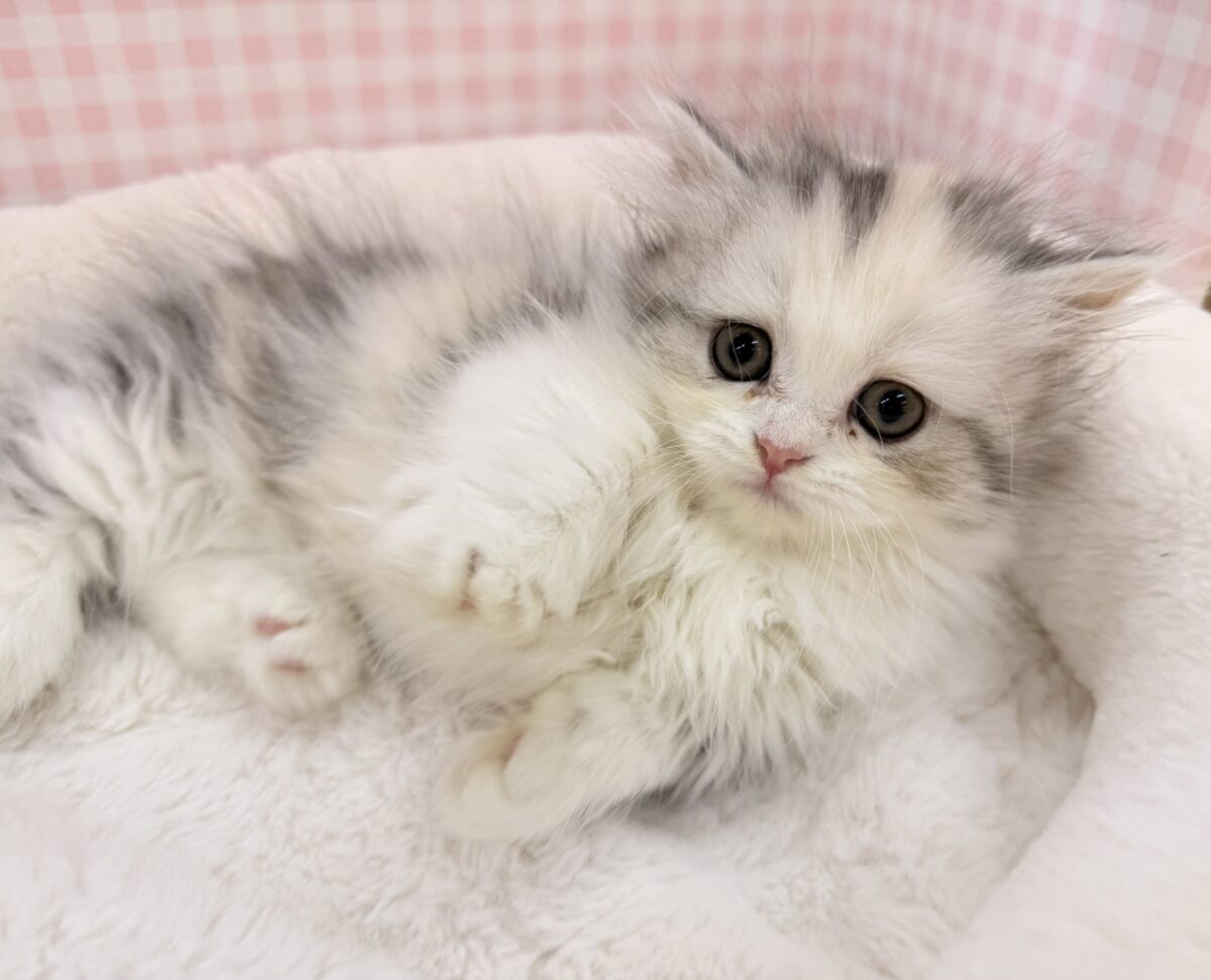 可愛すぎる！！マンチカンちゃんが来ました💕