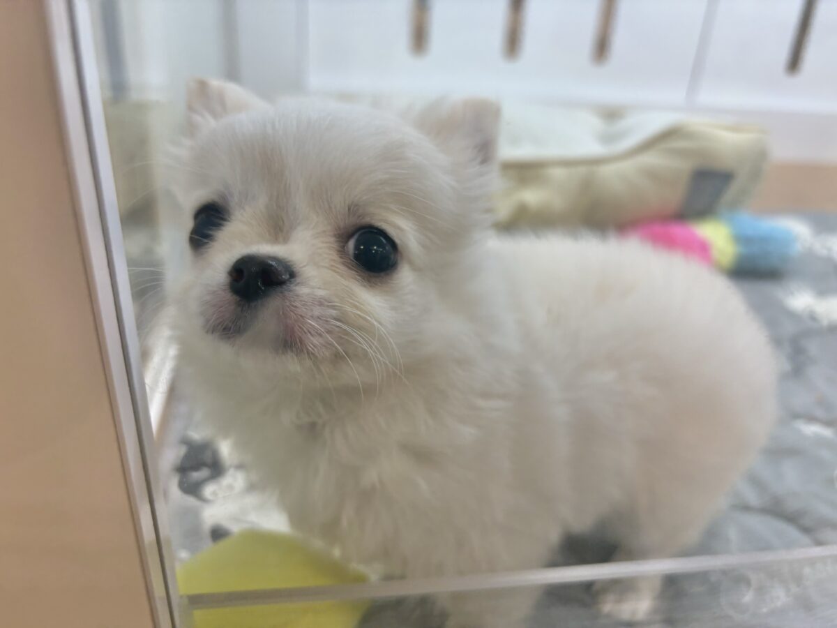 チワワ