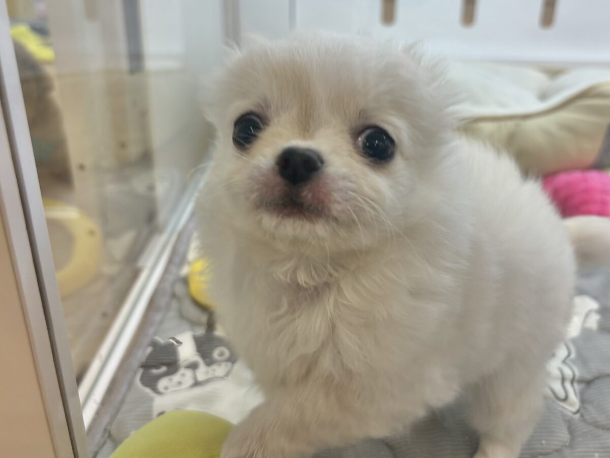 チワワ