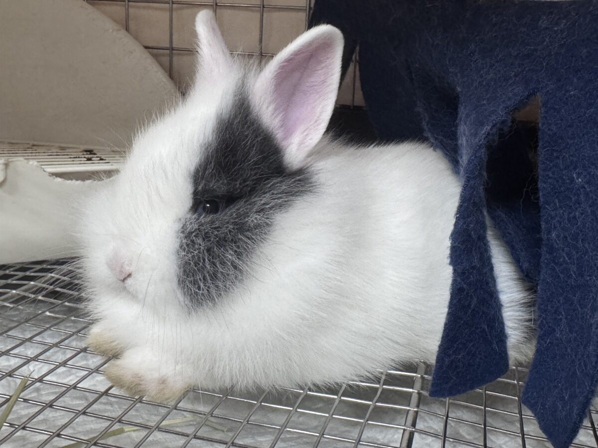 ふわふわ🎀💭まるでぬいぐるみ🐰💕ジャージーウーリー
