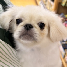 最新📷アザラシの子供？ペキくん来たよ！