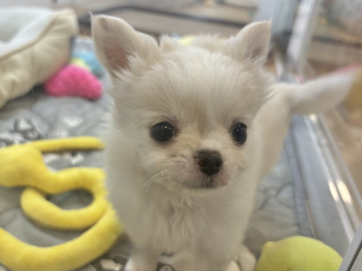 チワワ