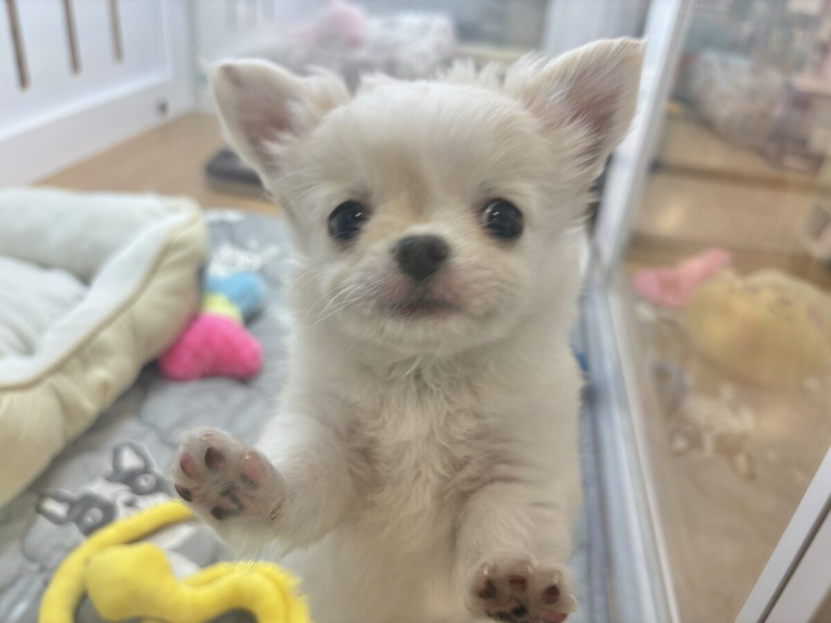 チワワ