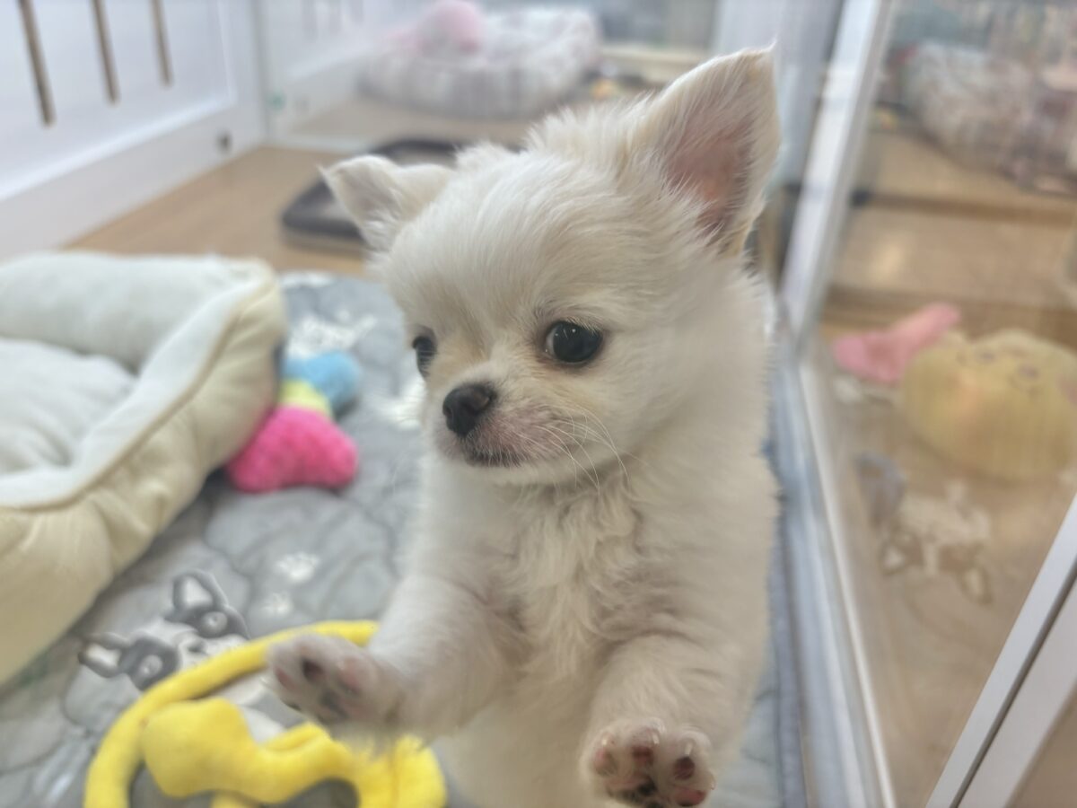 チワワ