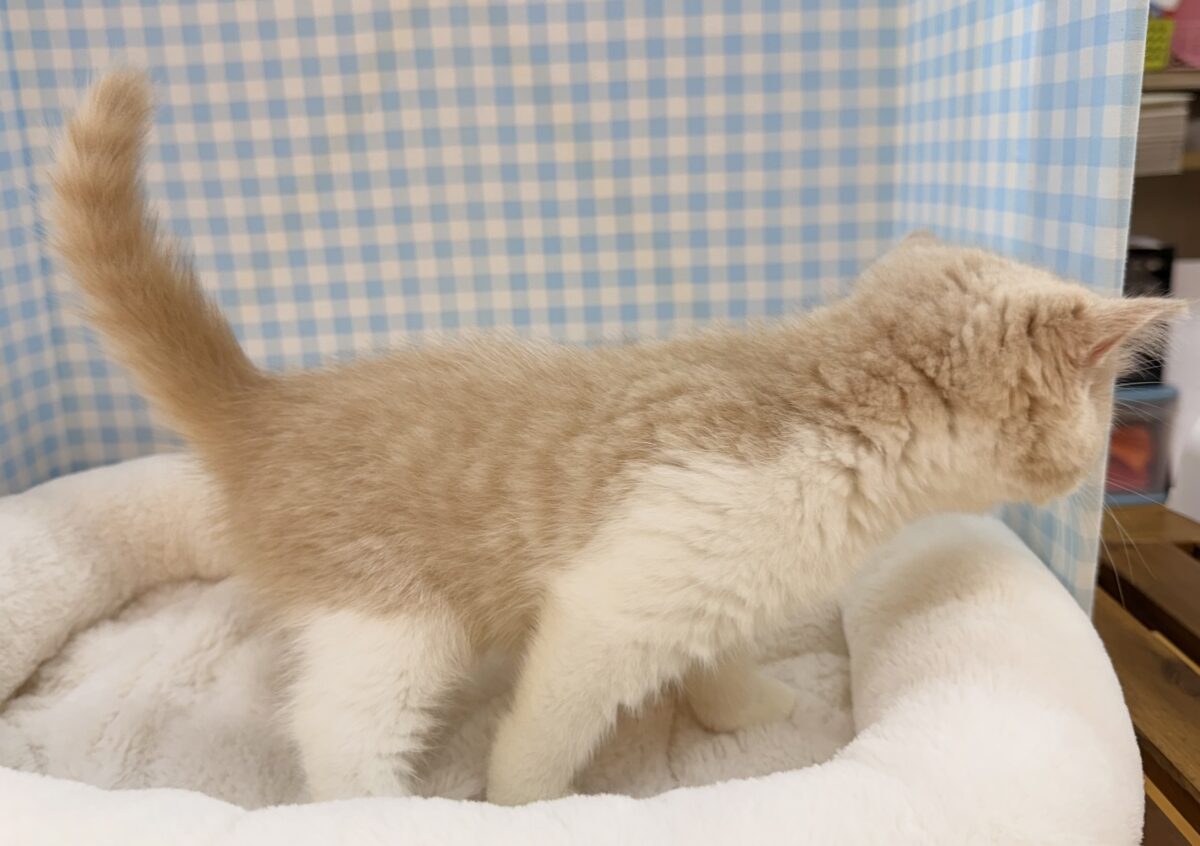 ミヌエット