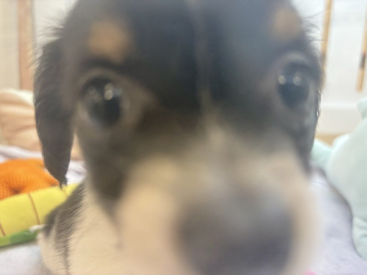 チワックス