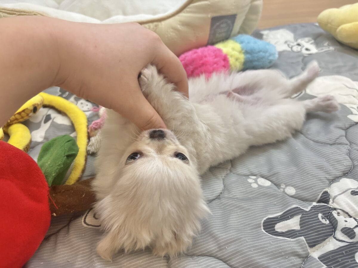 チワワ
