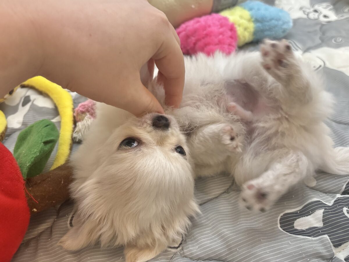 チワワ