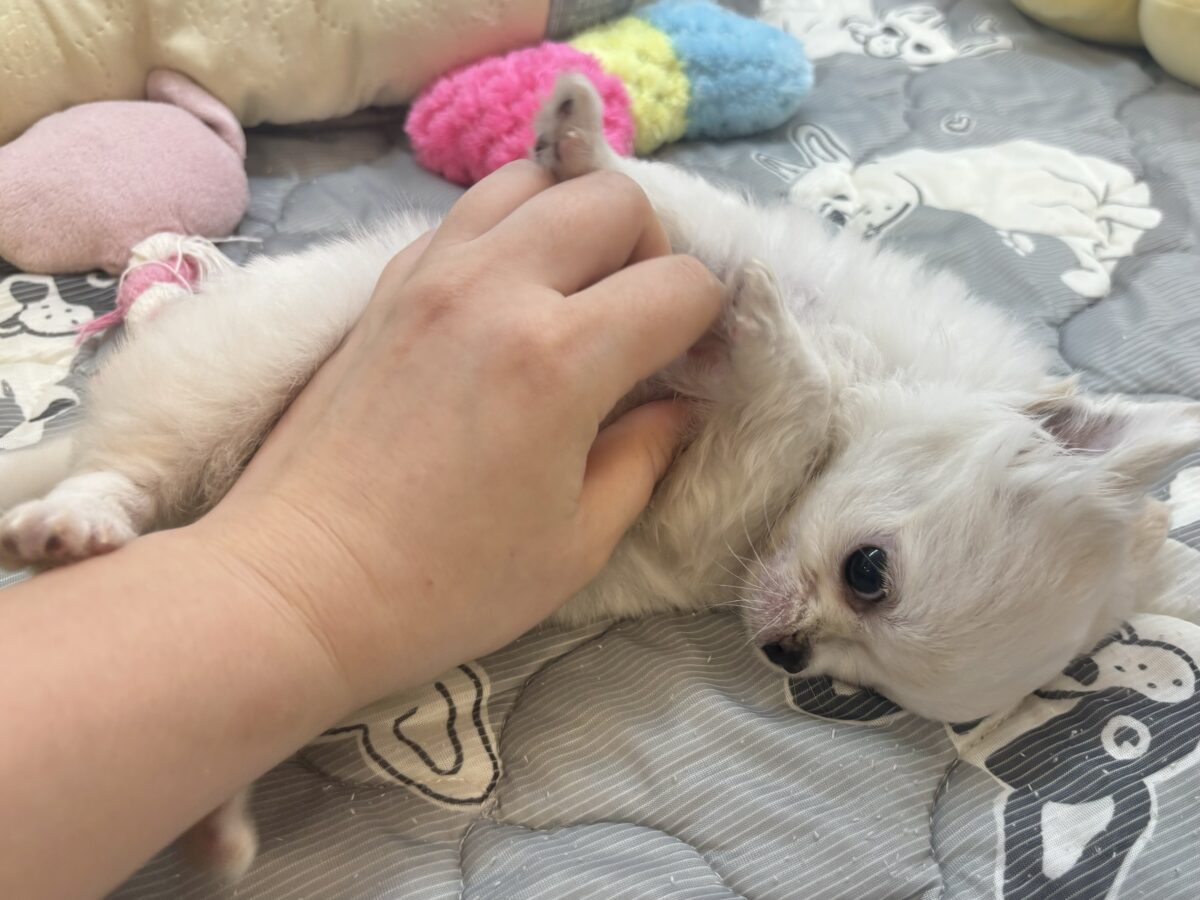 チワワ
