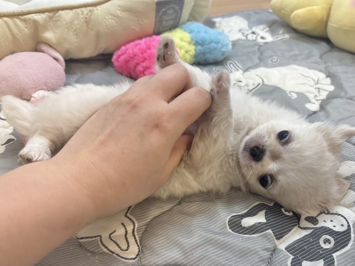 チワワ
