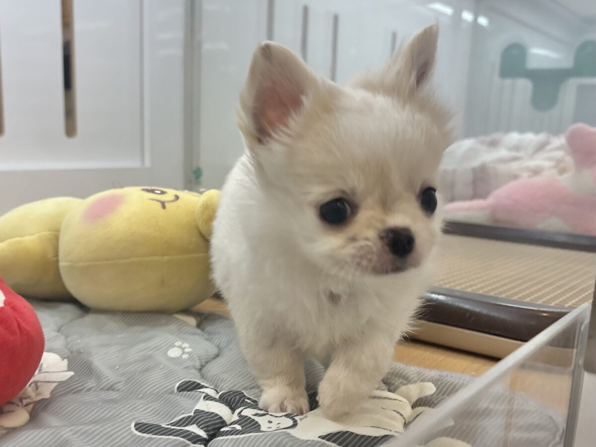 チワワ