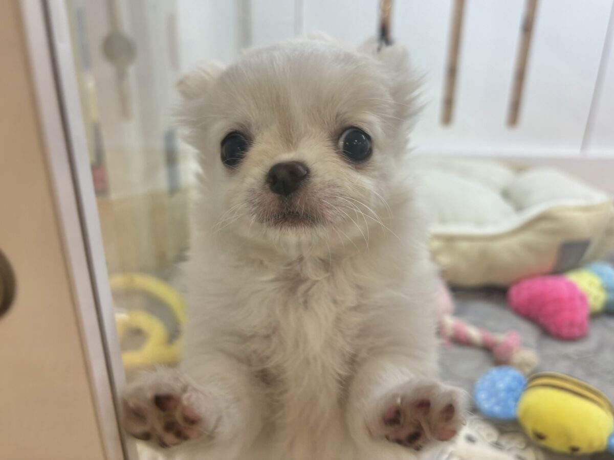 チワワ