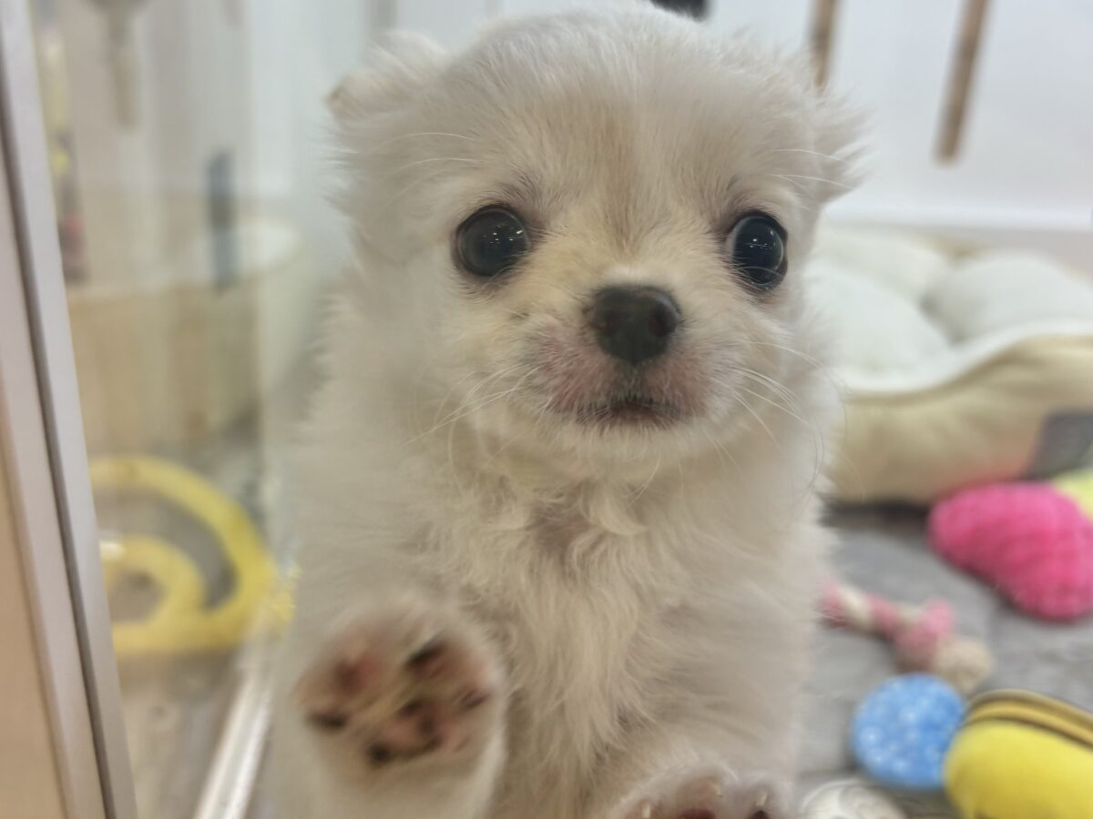 チワワ