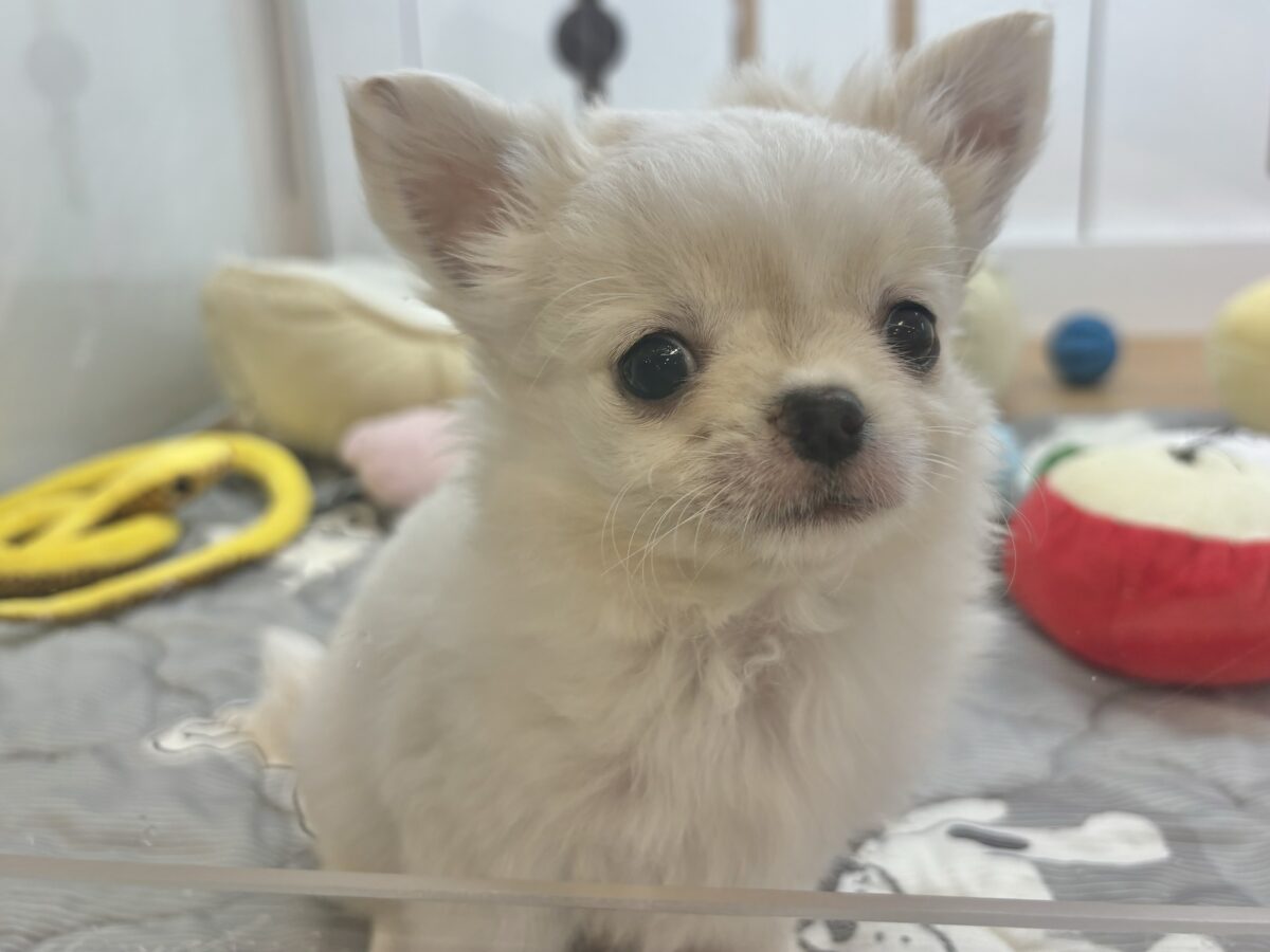 チワワ