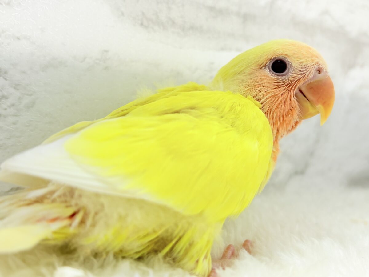 コザクラインコ（小桜インコ）