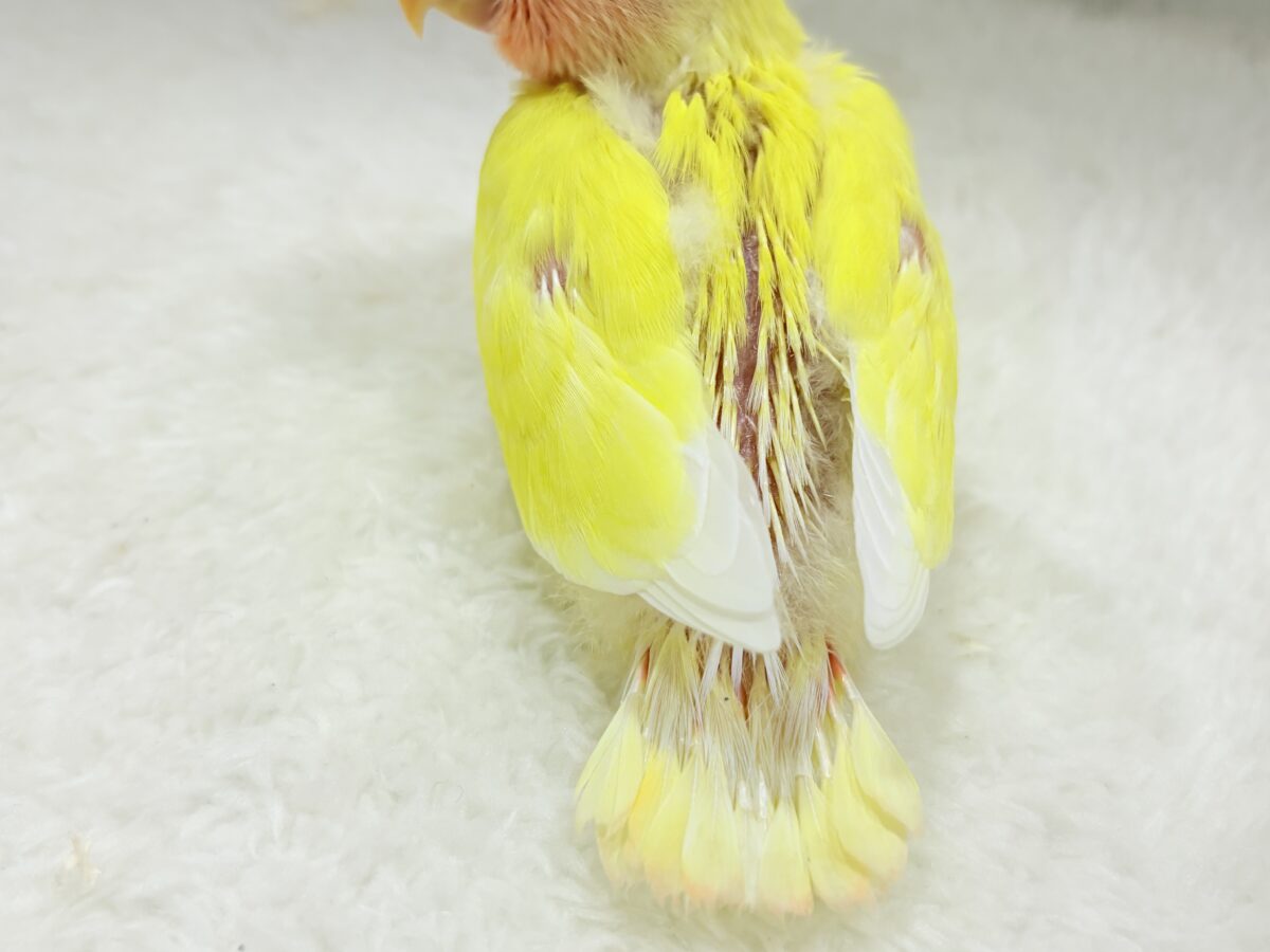 コザクラインコ（小桜インコ）