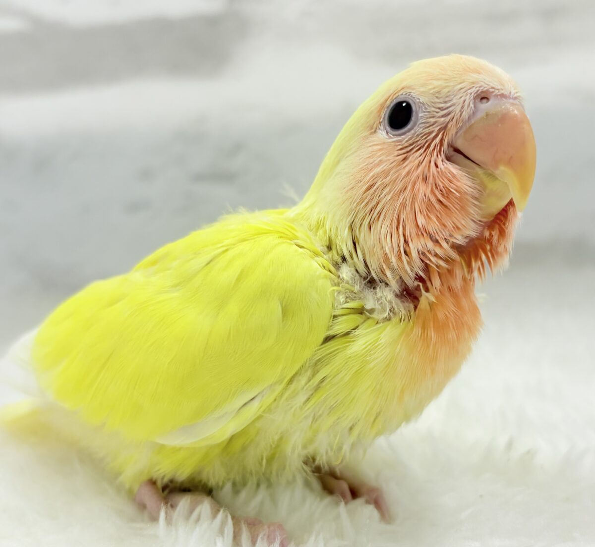 【最新画像更新🪄】フレッシュ果汁120%🐣🍋🫧コザクラインコ(ルチノー) ヒナ